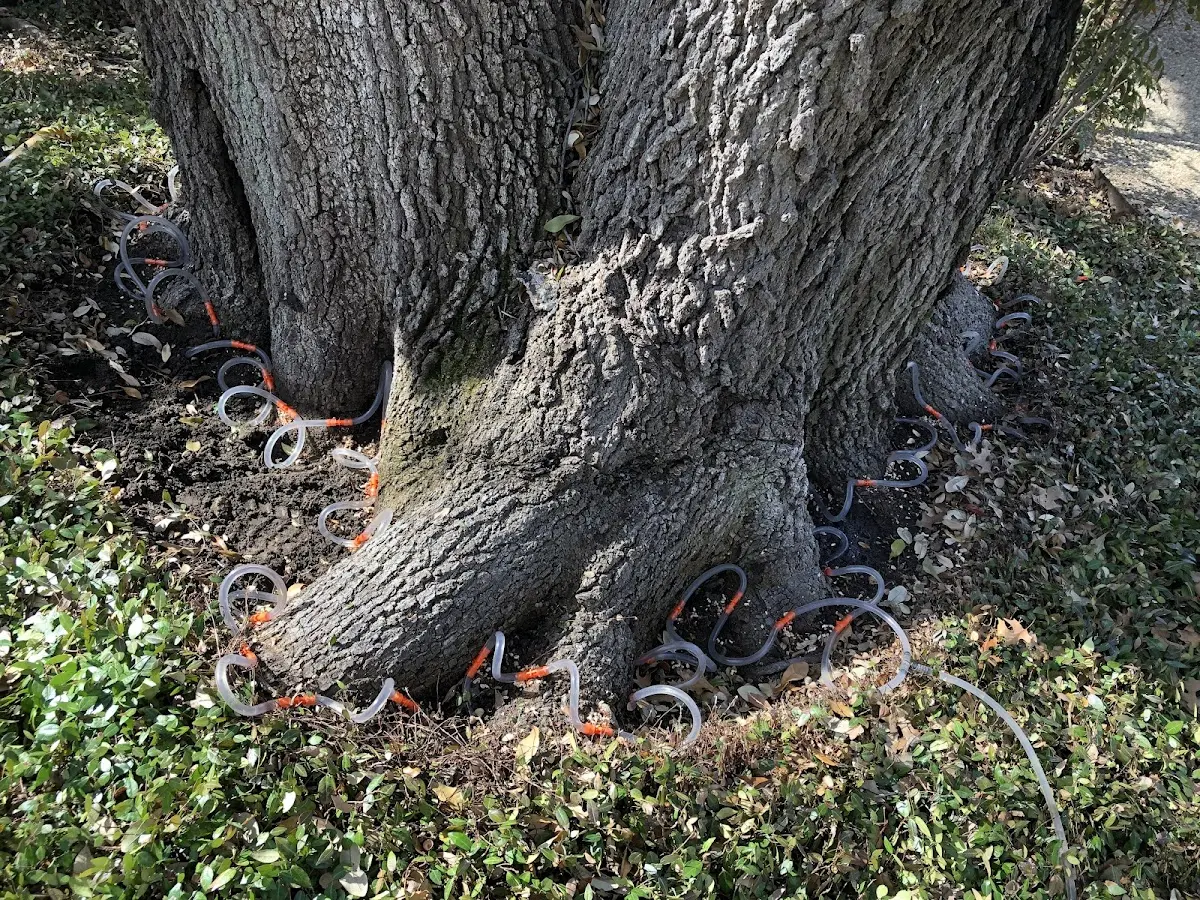 Detailed Tree Cabling and Bracing job site in Baldwinville