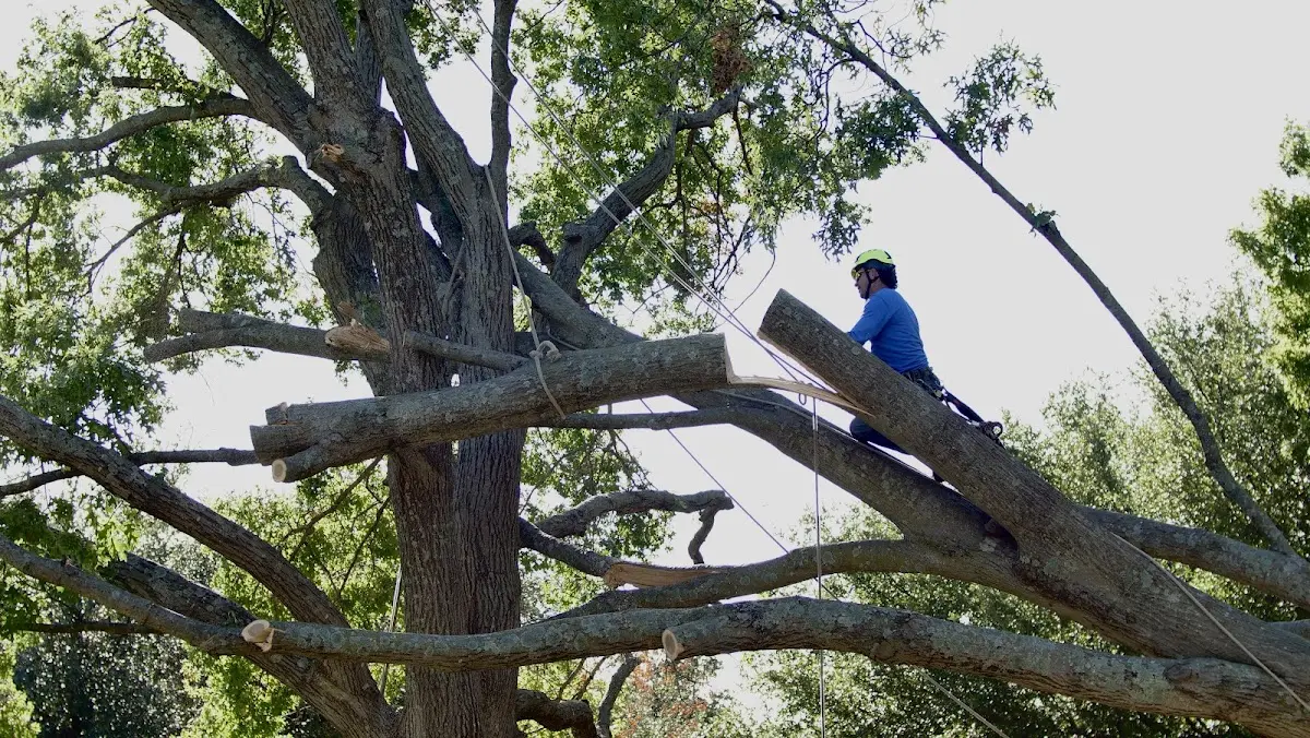 Professional Crown Thinning performed by certified arborists in Baldwinville